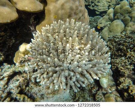 colorful coral reef at surin island thailand