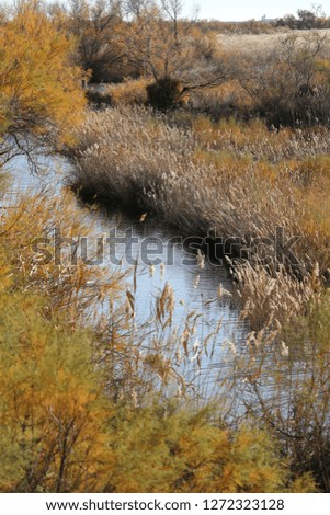 Natural landscape in the regional park of Camargue, southern France. Vast plain with wild grass, lakes and  reed-covered marshes visible. Habitat for species adapted to the saline conditions.
