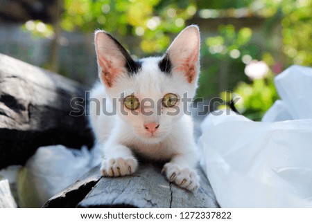 White kitten squat looking at camera