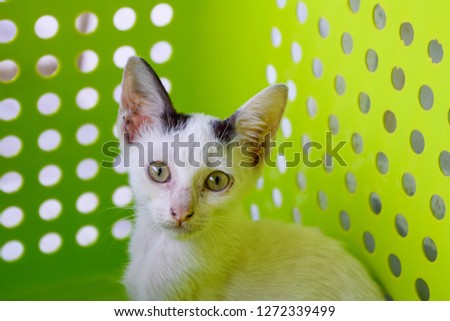 White kitten in a green basket - Thai Cat