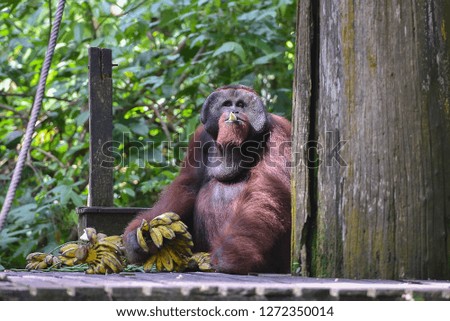 Orangutan or pongo pygmaeus is the only asian great found on the island of Borneo and Sumatra.