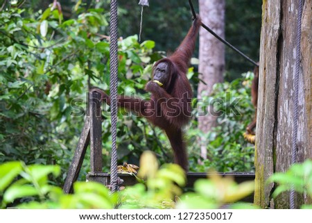Orangutan or pongo pygmaeus is the only asian great found on the island of Borneo and Sumatra.