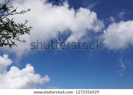 Tree silhouette on blue sky and cloud background, beautiful nature blue sky with trees, Looking up branch on sky background, pictured from Space for text in template, abstract wallpaper, Empty concept