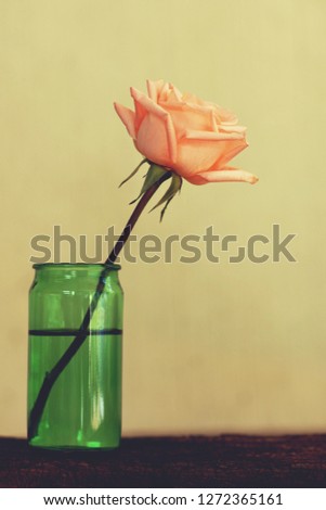 Lovely soft pinky blossom rose in vase on wooden table with white wall background, still life concept, copy space