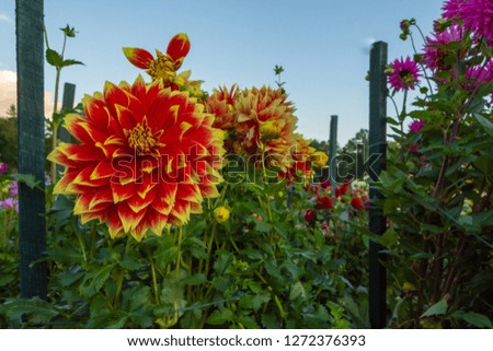 closeup shot of bright orange and yellow flower isolated in a garden on a spring afternoon