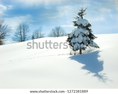 single snow covered pine tree with soft smooth snow hills and blue sky