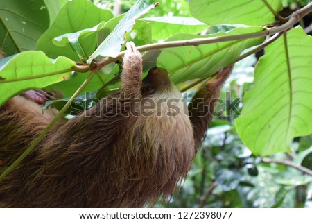 Sloth on the tree in Costa Rica