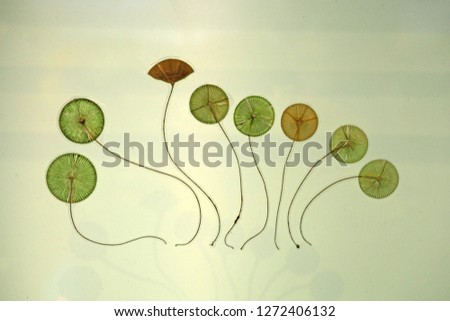 Small sea weeds on white background