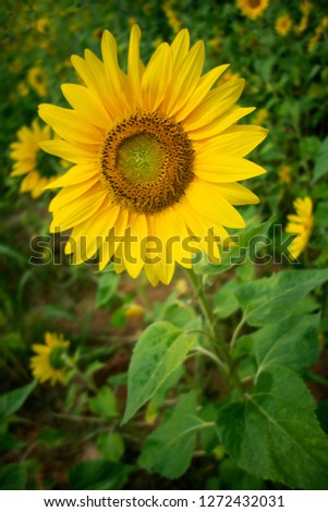 Sunflowers field with bees