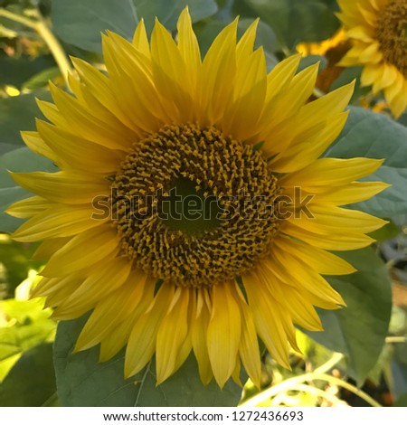Nice Sunflower Closeup