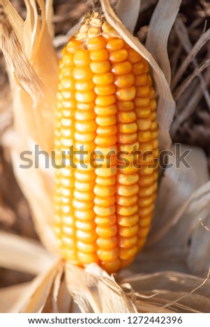 Close-up, mature orange corn on cob on a ground after harvesting, soft sunset shines on a corn on cob. Selective focus. Organic agriculture.