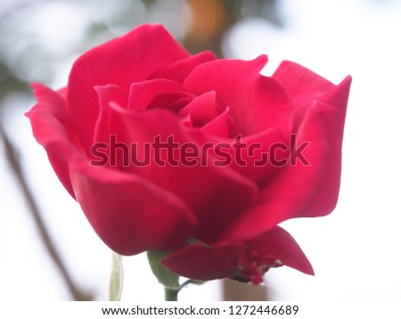Red Rose flower, Nature.