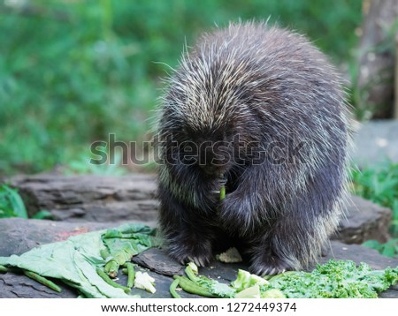 North American porcupine (Erethizon dorsatum)