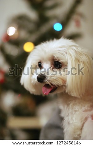Maltese dog christmas portrait.  Beautiful female maltese dog puppy portrait against christmas lights in front of a christmas tree. Unknown lady hold a maltese puppy against christmas tree