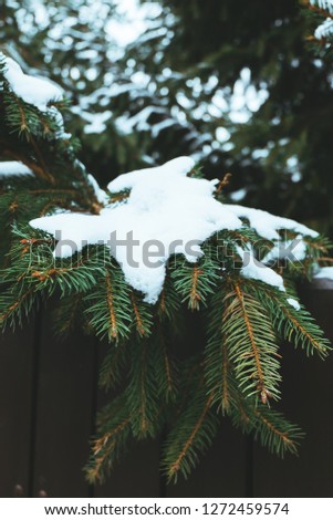Fir tree branches. Christmas wallpaper background