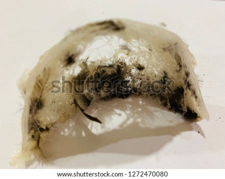 Raw Bird nest swallow’s nest