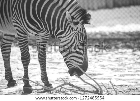 black and white close up of a baby zebra during lunch time
