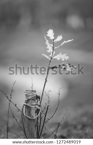 Autumn cloudy day. A small oak tree sprout with a prop - stick on the rope. Soft defocus. Picture taken in Ukraine, Kiev region. Black and white image
