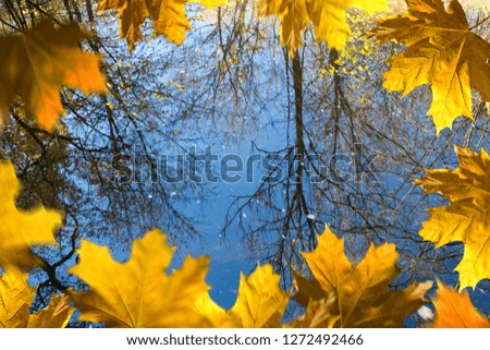 Reflex of trees on the water surface.Autumn frame.