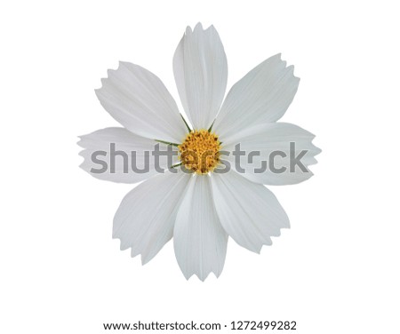 White cosmos flower isolated on white background. with clipping path