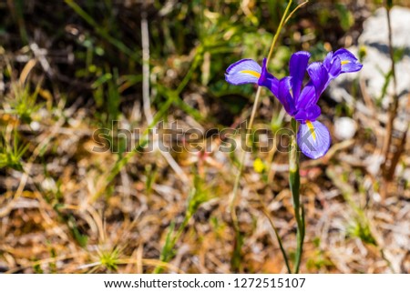 Purple and yellow flower isolated. Blurry grass in the background. Nature scenery.