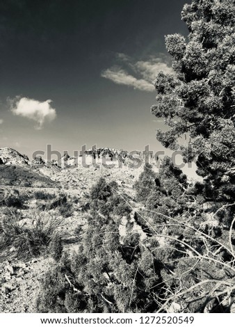 View of mountain and juniper tree