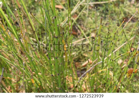 Close up to the Horsetail plants, Equisetum debile Roxb, those were thin and short.