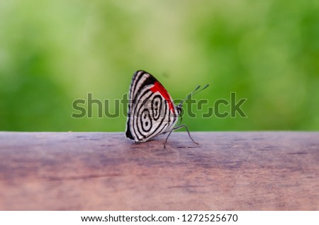 White and black butterfly with red Diaethria anna perched on a piece of wood with shallow depth of field and selective focus