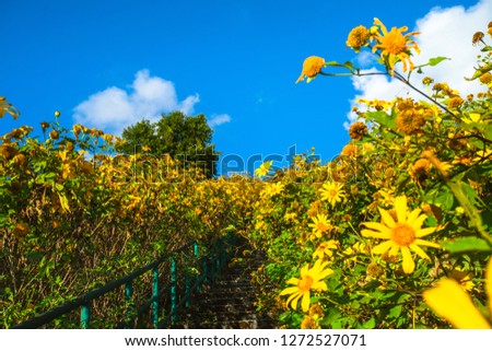 Mexican sunflower bloom in Tung Bua Tong forest park at Doi Mae Ukho, Khun Yuam district, Maehongson province, Thailand