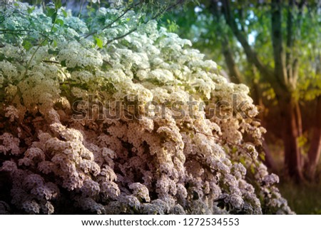 Closeup of flowering shrub bridal wreath spirea floral background.dewy flowering shrub bridal wreath spirea, floral background.Spirea bushes bloom in the spring in May Royalty-Free Stock Photo #1272534553