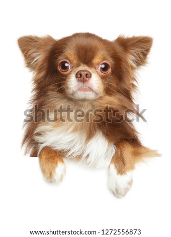 Close-up portrait of a Longhaired Chihuahua dog above banner, isolated on white background