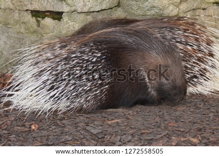 two porcupines rest side by side