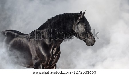 Portrait of black Pura Spanish stallion in light smoke. Royalty-Free Stock Photo #1272581653