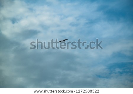 Osprey flies through the a blue cloudy sky hunting for prey