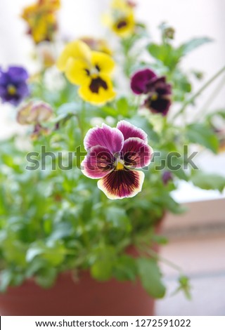 Viola, Common Violet, Viola tricolor,  pansy, viola wittrockiana