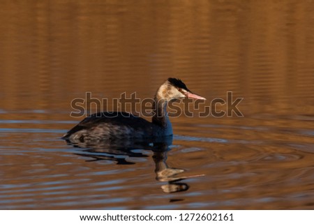 Great-crested Grebe Portrait