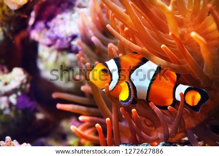 Amphiprion ocellaris clownfish in the anemon. Natural marine enriromnent Royalty-Free Stock Photo #1272627886