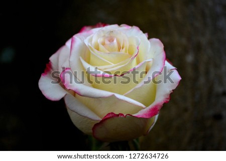 White and Pink Rose Flower