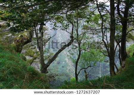 different types of trees in the forests of the Basque country