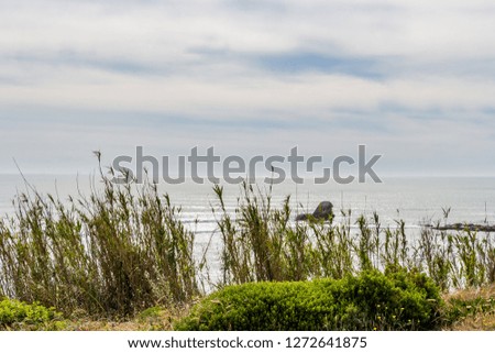 High green grass. Atlantic Ocean in the blurry background. Cloudy sky. Nature scenery.