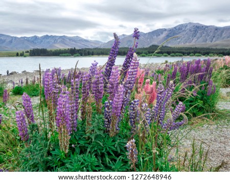 Lupins Flowers at Tekapo Lake, Canterbury, New Zealand, South Island, NZ
