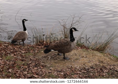 Two Geese on the side of a lake in wilderness