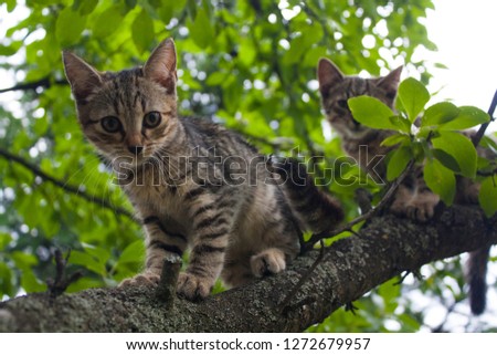 kitty cats on a tree