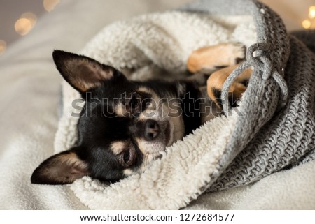 Black Chihuahua dog