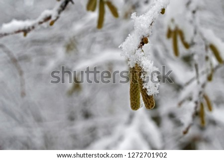 Aglets of birch tree covered with snow. Frozen birch tree aglets. Ukrainian winter landscape.