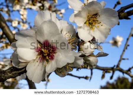 Almond flower Close-up Macro Photo