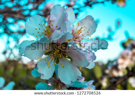 Almond flower Close-up Macro Photo