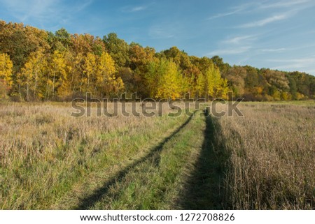 Road through a meadow to an autumn forest on a sunny day