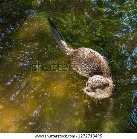 common eurasian otter swimming in the water