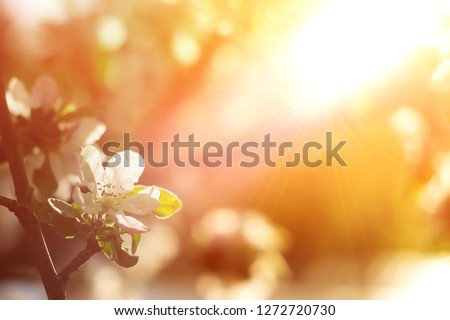 Beautiful Apple Tree Branch With Sun. Shiny Picture Of An Apple White Flowers.